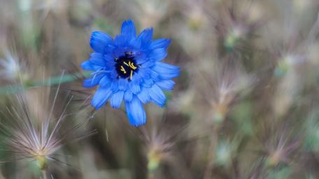 Vibrant Blue Bloom Amidst Nature's Hues wallpaper