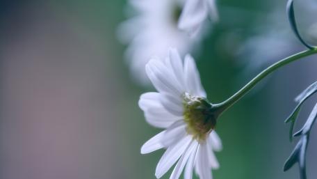 Delicate White Flower Blossoms in Soft Focus wallpaper