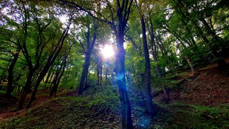 Sunlit Tranquility in the Forest wallpaper