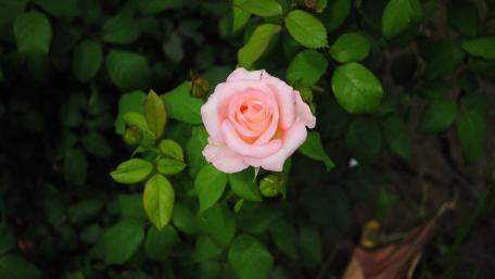Delicate Pink Rose Blossom Wallpaper wallpaper