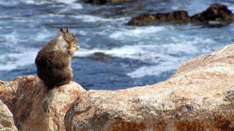 Rocky Shoreline Squirrel Watching Waves wallpaper