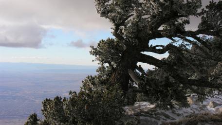 Majestic Mountain View with Frosty Pines wallpaper