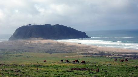 Serene Coastal Landscape with Grazing Cows wallpaper