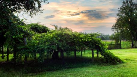Serene Sunset Over Lush Greenery wallpaper