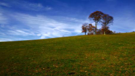 Serene Autumn Landscape with Trees and Blue Sky wallpaper