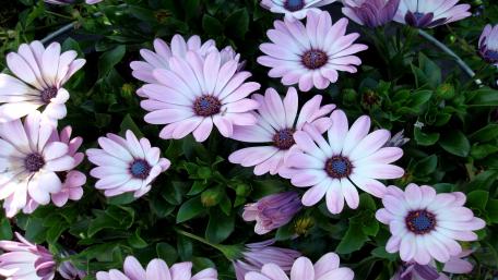 Delicate Pink Flowers in Bloom wallpaper