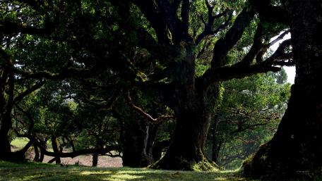 Majestic Trees in a Serene Landscape wallpaper
