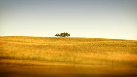 Serene Landscape of Golden Fields wallpaper