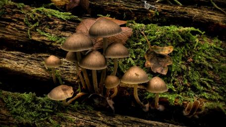 Mysterious Mushrooms Growing on Forest Floor wallpaper