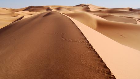 Endless Waves of Golden Dunes wallpaper
