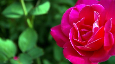 Vibrant Rose Blossom in Nature's Embrace wallpaper