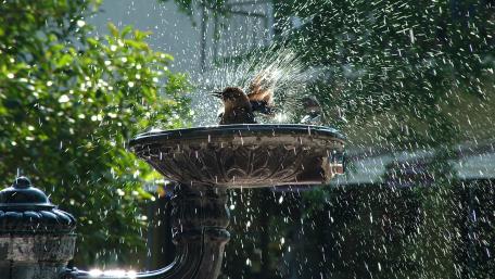 Playful Bird Enjoying a Refreshing Bathing Moment wallpaper
