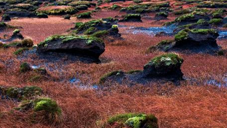 Serene Marshland of Earthy Tones and Textures wallpaper
