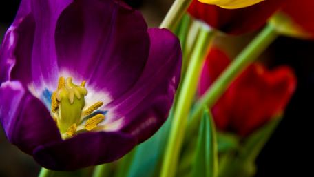 Vibrant Tulip Blooms in Full Colorful Glory wallpaper