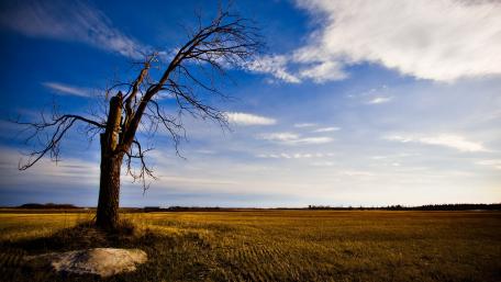 Lonely Tree Against a Vast Sky wallpaper