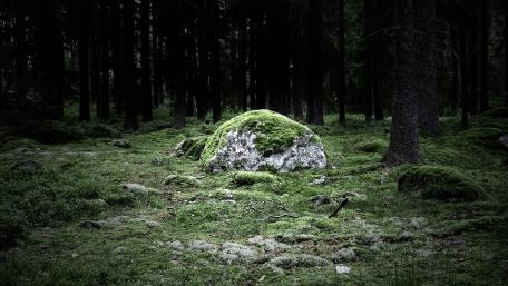 Mystical Forest Rock Covered in Green Moss wallpaper