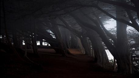 Whispers of the Dark Forest wallpaper