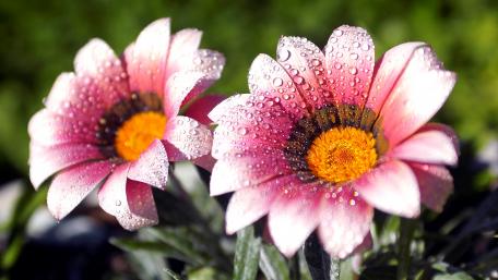 Vibrant Dew-Kissed Flowers in Bloom wallpaper