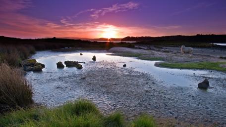 Serene Sunset Over Tranquil Wetlands wallpaper