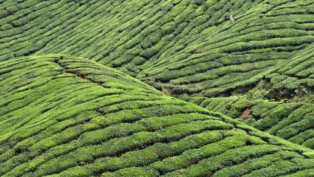 Lush Green Tea Plantations in Rolling Hills wallpaper