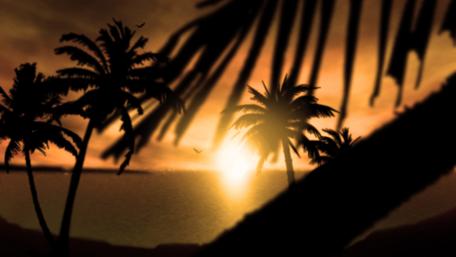 Tropical Sunset Serenity in Silhouettes wallpaper