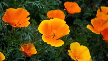 Vibrant California Poppies in Bloom wallpaper