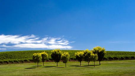 Vibrant Vineyard Under Clear Blue Skies wallpaper