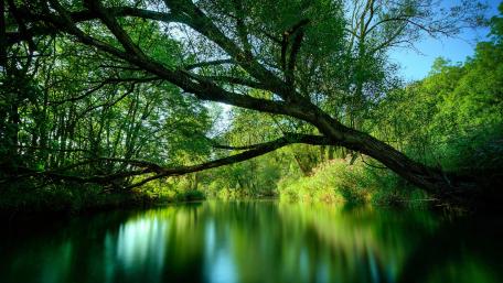 Lush Green Reflections in Tranquil Waters wallpaper