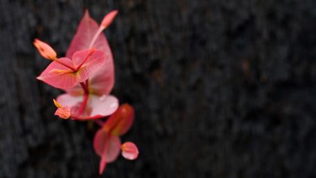 Delicate Pink Blooms Against a Dark Background wallpaper