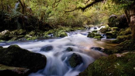 Serene Flowing Stream in a Lush Green Forest wallpaper