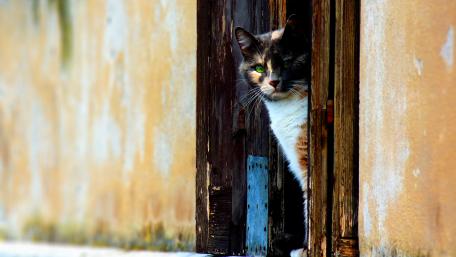 Curious Cat at the Doorway wallpaper