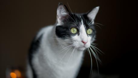 Curious Cat with Striking Green Eyes wallpaper