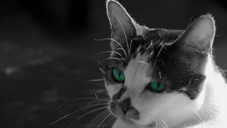 Monochrome Cat with Striking Green Eyes wallpaper