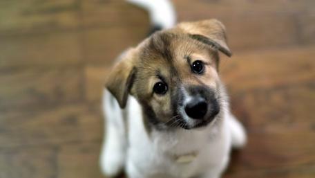 Adorable Puppy Looking Up wallpaper