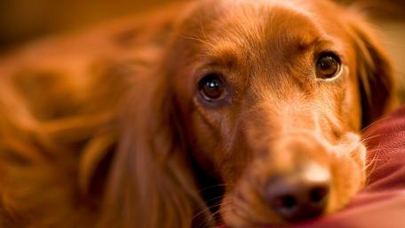 Gentle Gaze of a Golden Retriever wallpaper