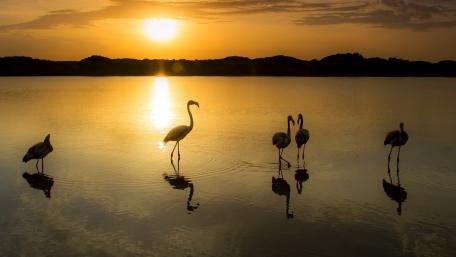 Serene Flamingos at Sunset Over Calm Waters wallpaper
