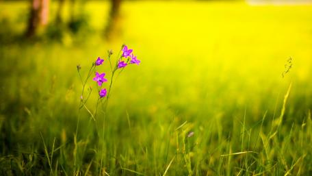 Vibrant Purple Flowers in a Lush Green Field wallpaper
