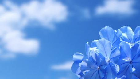 Serene Blue Blooms Under a Clear Sky wallpaper
