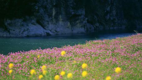 Vibrant Meadow Blossoms by the Serene Waters wallpaper