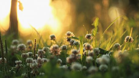 Sunlit Meadow of Wildflowers wallpaper
