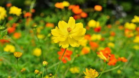 Vibrant Blooms in a Colorful Garden Scene wallpaper