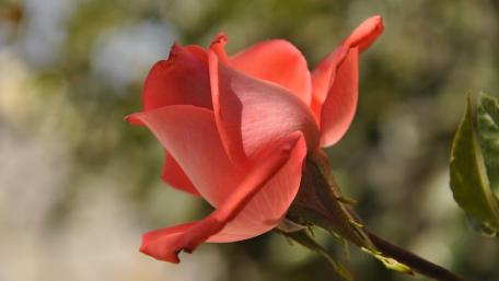 Elegant Pink Rose Blossom Wallpaper wallpaper