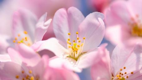 Delicate Cherry Blossom Petals Shine Brightly in Springtime Blooming wallpaper