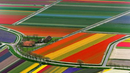 Vibrant Tulip Fields in Springtime Sunshine wallpaper
