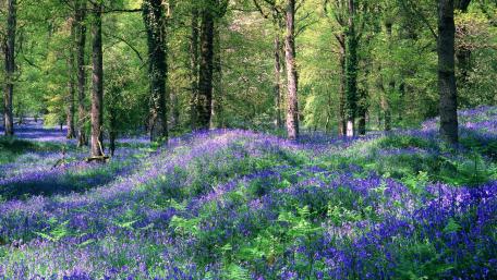 Enchanting Bluebell Forest Scene wallpaper