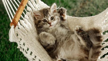 Cat hammock wallpaper
