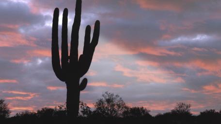 Desert Sunset Over Saguaro Cactus wallpaper