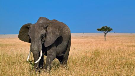 Majestic Elephant in Serene Savannah Landscape wallpaper