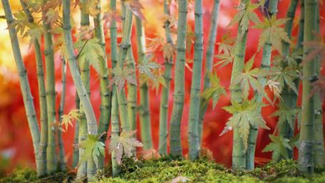 Vibrant Autumn Bamboo Scene wallpaper