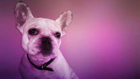 French Bulldog wallpaper